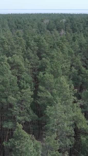 Pionowe wideo z widokiem na las sosnowy, zwolnione tempo — Wideo stockowe