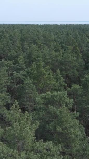 松林の空中ビューの垂直ビデオ,スローモーション — ストック動画