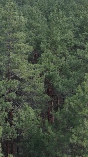 Vídeo vertical de la vista aérea del bosque de pinos, cámara lenta — Vídeo de stock