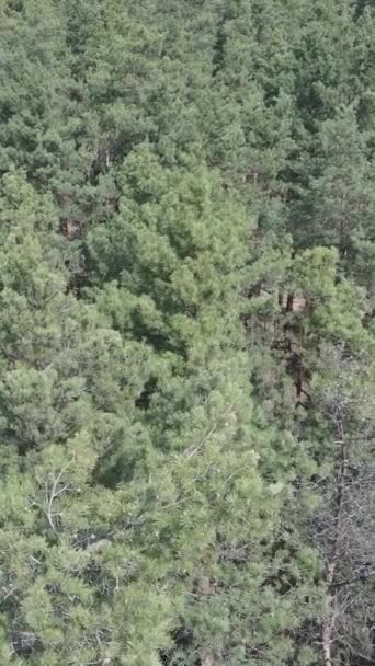 Vertical video of pine forest aerial view, slow motion — Stock Video