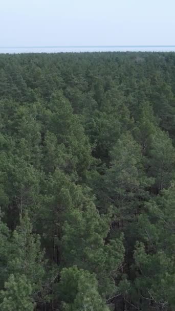 Vertical video of pine forest aerial view, slow motion — Stock Video