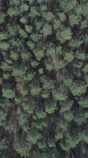 Vidéo verticale de la forêt de pins vue aérienne, ralenti — Video