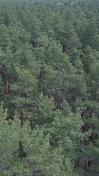 Pionowe wideo z widokiem na las sosnowy, zwolnione tempo — Wideo stockowe