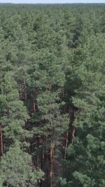 Vídeo vertical de la vista aérea del bosque de pinos, cámara lenta — Vídeos de Stock