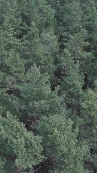 Vídeo vertical de la vista aérea del bosque de pinos, cámara lenta — Vídeos de Stock