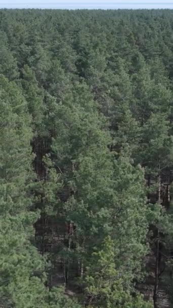 Vídeo vertical de la vista aérea del bosque de pinos, cámara lenta — Vídeo de stock