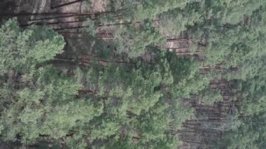 Çam ormanlarının dikey görüntüsü, yavaş çekim.