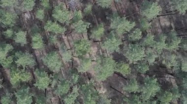 Çam ormanlarının dikey görüntüsü, yavaş çekim.