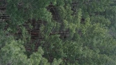 Çam ormanlarının dikey görüntüsü, yavaş çekim.