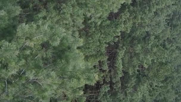 Vidéo verticale de la forêt de pins vue aérienne, ralenti — Video