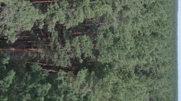 Vidéo verticale de la forêt de pins vue aérienne, ralenti — Video