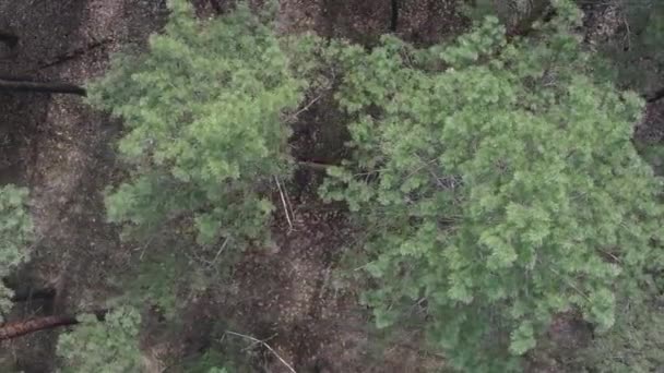 Vídeo vertical da vista aérea da floresta de pinheiros, câmera lenta — Vídeo de Stock