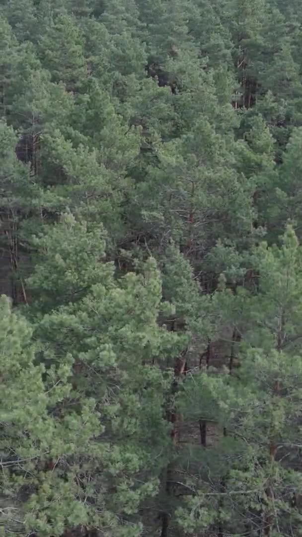소나무 숲의 항공 사진, 느린 움직임의 수직 영상 — 비디오
