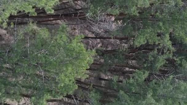 Video vertikal dari pemandangan udara hutan pinus, gerakan lambat — Stok Video