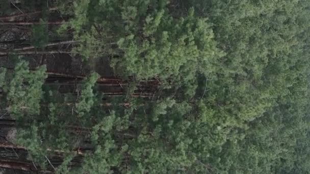 Vidéo verticale de la forêt de pins vue aérienne, ralenti — Video