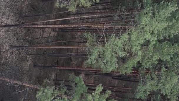 Vertikální video leteckého zobrazení borového lesa, zpomalený pohyb — Stock video