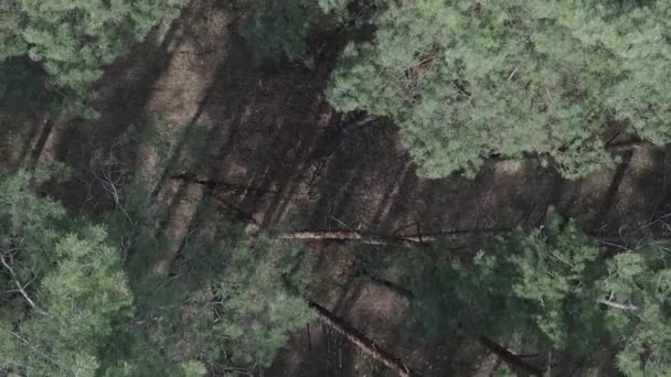 Vertikales Video der Kiefernwald-Luftaufnahme, Zeitlupe — Stockvideo