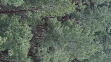 Çam ormanlarının dikey görüntüsü, yavaş çekim.