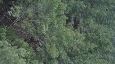 Çam ormanlarının dikey görüntüsü, yavaş çekim.