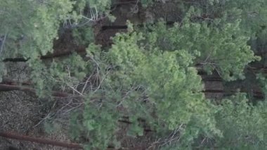 Çam ormanlarının dikey görüntüsü, yavaş çekim.