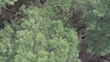 Çam ormanlarının dikey görüntüsü, yavaş çekim.