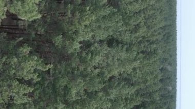 Çam ormanlarının dikey görüntüsü, yavaş çekim.