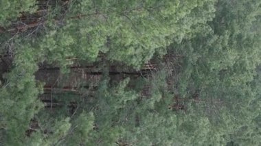 Çam ormanlarının dikey görüntüsü, yavaş çekim.