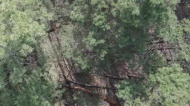 Çam ormanlarının dikey görüntüsü, yavaş çekim.