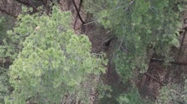 Çam ormanlarının dikey görüntüsü, yavaş çekim.