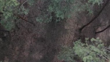 Çam ormanlarının dikey görüntüsü, yavaş çekim.