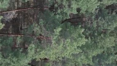 Çam ormanlarının dikey görüntüsü, yavaş çekim.