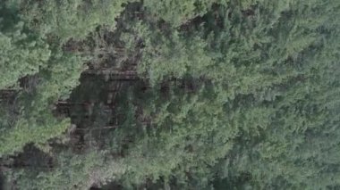 Çam ormanlarının dikey görüntüsü, yavaş çekim.