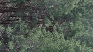 Çam ormanlarının dikey görüntüsü, yavaş çekim.