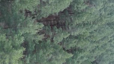 Çam ormanlarının dikey görüntüsü, yavaş çekim.