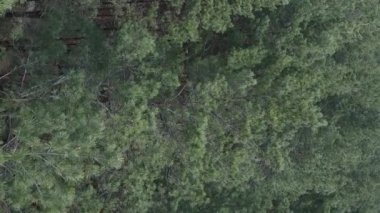 Çam ormanlarının dikey görüntüsü, yavaş çekim.