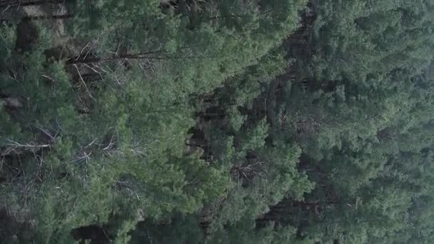 Vídeo vertical da vista aérea da floresta de pinheiros, câmera lenta — Vídeo de Stock