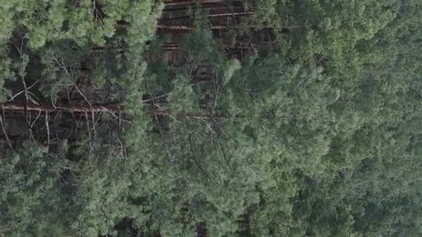 Vídeo vertical de la vista aérea del bosque de pinos, cámara lenta — Vídeo de stock