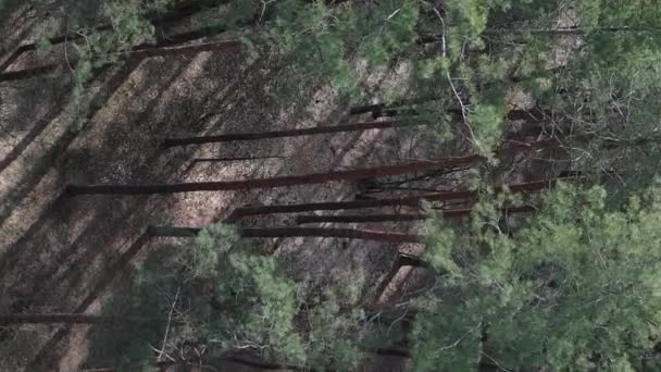 Vídeo vertical de la vista aérea del bosque de pinos, cámara lenta — Vídeos de Stock