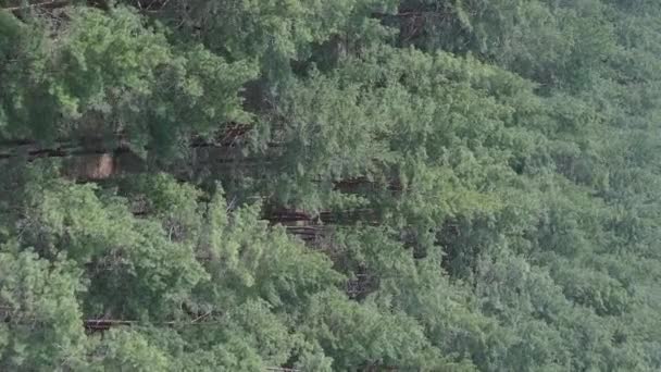 Vídeo vertical da vista aérea da floresta de pinheiros, câmera lenta — Vídeo de Stock