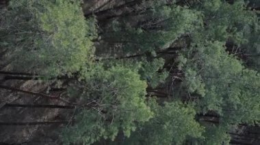 Çam ormanlarının dikey görüntüsü, yavaş çekim.