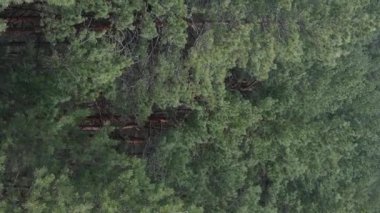 Çam ormanlarının dikey görüntüsü, yavaş çekim.