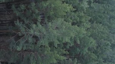 Çam ormanlarının dikey görüntüsü, yavaş çekim.