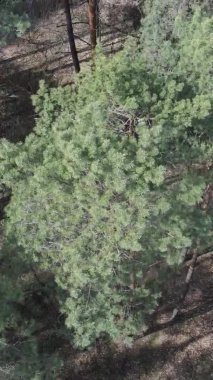 Çam ormanlarının dikey görüntüsü, yavaş çekim.