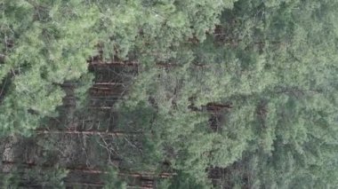 Çam ormanlarının dikey görüntüsü, yavaş çekim.