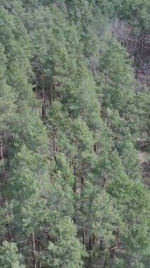 Çam ormanlarının dikey görüntüsü, yavaş çekim.