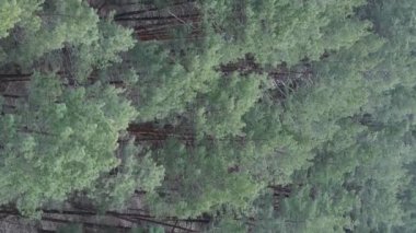 Çam ormanlarının dikey görüntüsü, yavaş çekim.