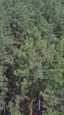 Çam ormanlarının dikey görüntüsü, yavaş çekim.