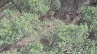 Çam ormanlarının dikey görüntüsü, yavaş çekim.