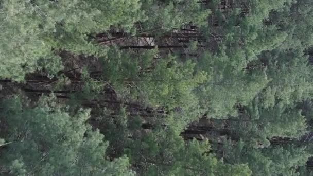 Vidéo verticale de la forêt de pins vue aérienne, ralenti — Video