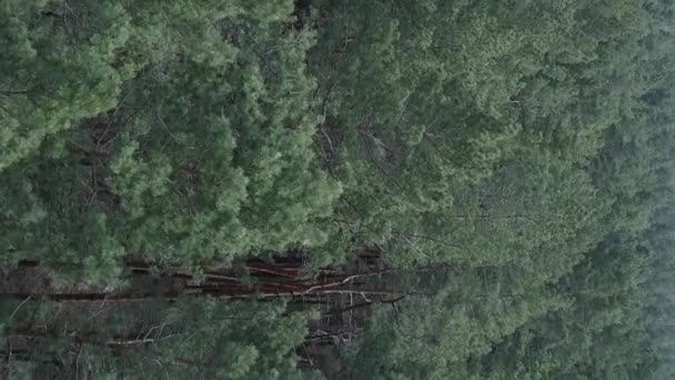 Vídeo vertical de la vista aérea del bosque de pinos, cámara lenta — Vídeo de stock